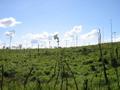 10_ex_bosque.jpg